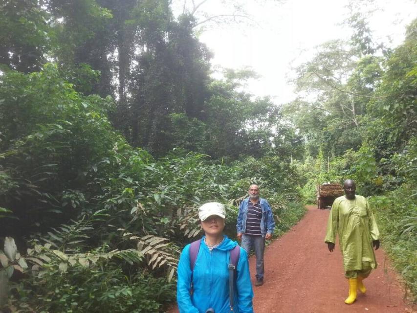 Cameroon Forest